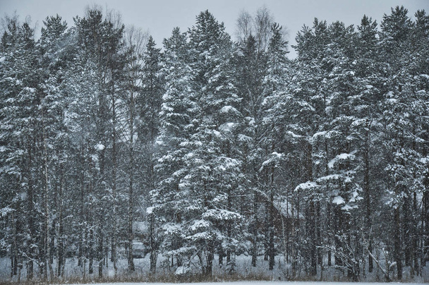 Snowfall against pine forest covered by snow in a cold winter day - Фото, изображение