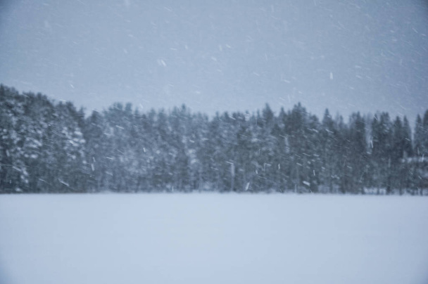 Snowfall against pine forest covered by snow in a cold winter day - Photo, Image