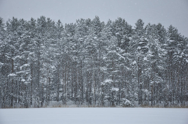 Snowfall against pine forest covered by snow in a cold winter day - Foto, imagen