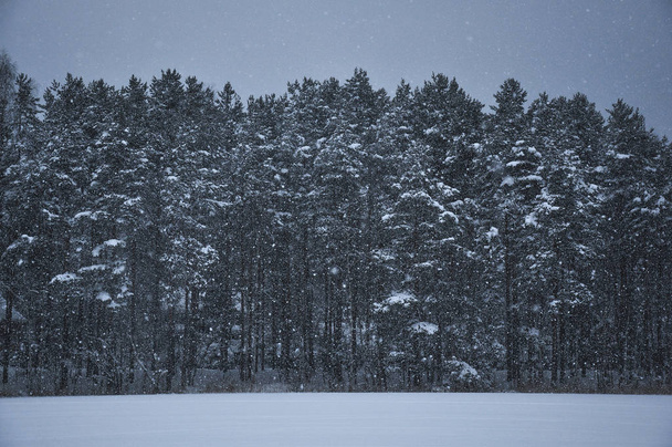 Snowfall against pine forest covered by snow in a cold winter day - Foto, Imagem