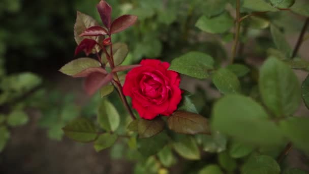Красива ніжна червона троянда в саду. Вечірній час
. - Кадри, відео