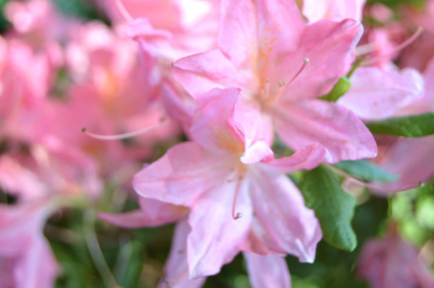 Bloemen rhododendron in het stadspark onder voorjaar - Foto, afbeelding