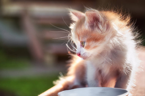 kis cica ül egy üres csészealj - Fotó, kép