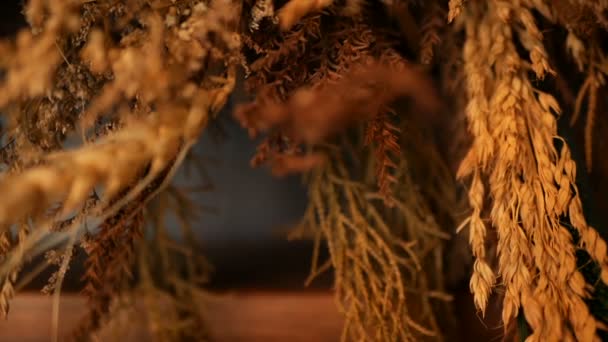 Közeli kép: csendélet fül a háttérben. A száraz arany tüskék a gabonafélék csokor. - Felvétel, videó