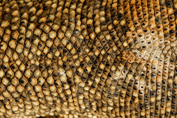 texture of skin varanus bengalensis, animal background - Fotografie, Obrázek