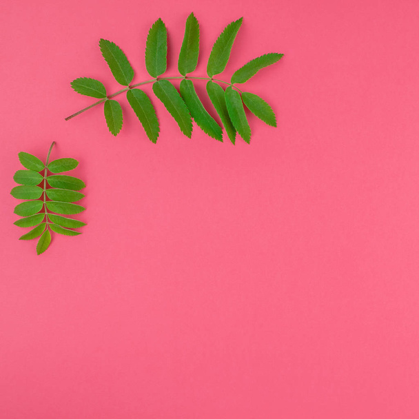 Creative ploché laický pohled shora vzor s čerstvým zeleným rowan tree listy na světlé růžové čtverce pozadí s kopie prostoru ve stylu pop art minimální duplexu, rámeček šablony pro text - Fotografie, Obrázek