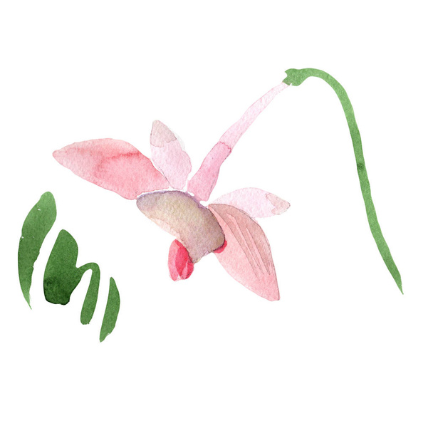 Punainen orkidea-wanda. Kukka kasvitieteellinen kukka. Villi kevään lehti luonnonvarainen kukka eristetty. Aquarelle luonnonkukka tausta, rakenne, kääre kuvio, runko tai reunus
. - Valokuva, kuva