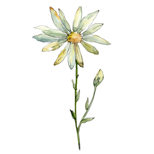 White daisy. Floral botanical flower. Wild spring leaf wildflower isolated. Aquarelle wildflower for background, texture, wrapper pattern, frame or border. - Photo, Image