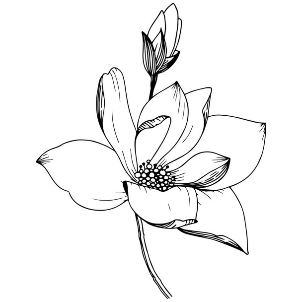 Magnolia en un estilo vectorial aislado. Nombre completo de la planta: Magnolia. Flor vectorial para fondo, textura, patrón de envoltura, marco o borde
. - Vector, imagen