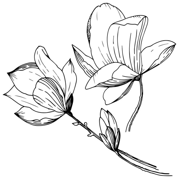 Magnolia σε ένα στυλ διάνυσμα απομονωμένη. Πλήρης ονομασία του φυτού: Magnolia. Διάνυσμα λουλούδι για φόντο, υφή, μοτίβο περιτύλιγμα, πλαίσιο ή στα σύνορα. - Διάνυσμα, εικόνα