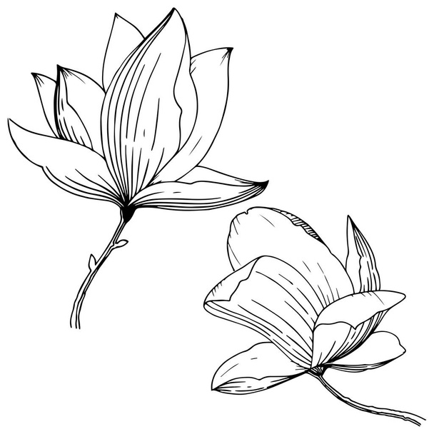 Magnolia on eristetty vektorityyliin. Laitoksen koko nimi: Magnolia. Vektori kukka tausta, rakenne, kääre kuvio, runko tai reunus
. - Vektori, kuva