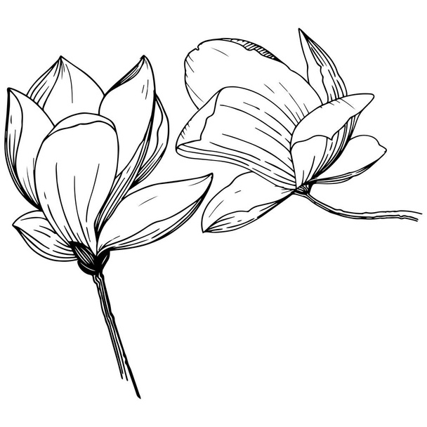 Magnolia dans un style vectoriel isolé. Nom complet de la plante : Magnolia. Fleur vectorielle pour fond, texture, motif d'emballage, cadre ou bordure
. - Vecteur, image