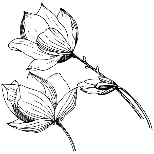 分離されたベクター スタイルのマグノリア。植物の完全な名前: マグノリア。背景、テクスチャ、ラッパー パターン、枠や図面枠のベクターの花. - ベクター画像