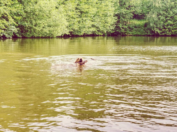 El joven golden retriever nada en el estanque del campo. Feliz perro nadando con rama en boca con salpicaduras de agua a lo largo de la cabeza. Juegos de entrenamiento de acciones con miembro de la familia y raza de perro popular
 - Foto, Imagen