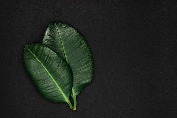 Two sharp view and green ficus leaves on a black background surface with free space - Photo, Image