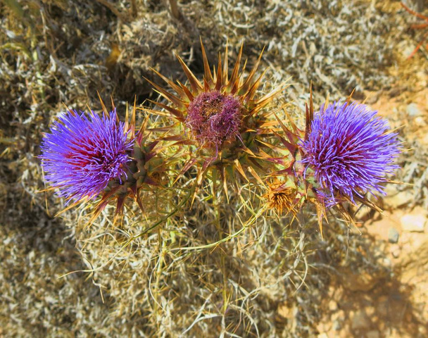 thistle flowers with very pungent leaves in the arid land - Photo, Image