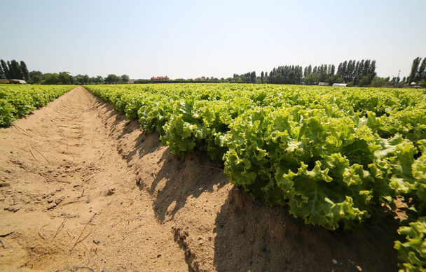 Огромное поле зеленого салата, выращенное в очень плодородной песчаной почве равнины
 - Фото, изображение