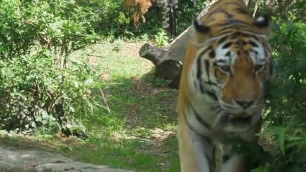 A siberian tiger walking in the jungle - Materiał filmowy, wideo