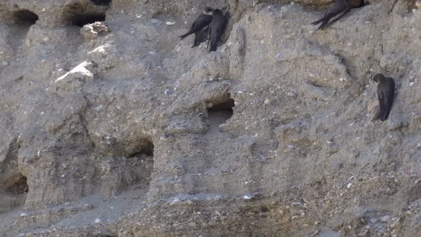 Pájaros veloces que entran y salen de agujeros en una pendiente en un entorno natural. La colonia de las golondrinas en la orilla empinada del río
 - Metraje, vídeo