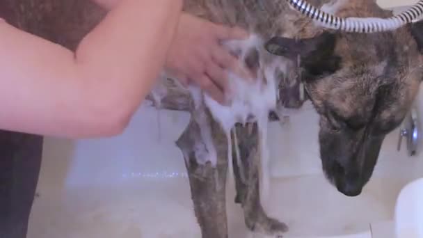 έκπλυση σαπουνάδα από γούνα σκύλου - Πλάνα, βίντεο
