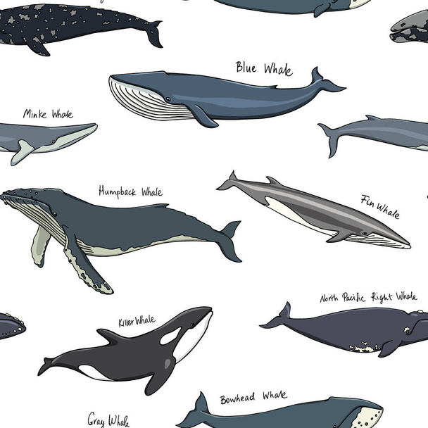 Hand drawn whale pattern - Vecteur, image