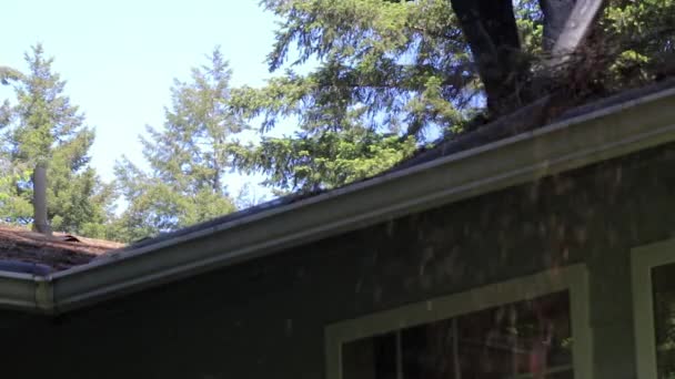 屋根から杭を送信 - 映像、動画