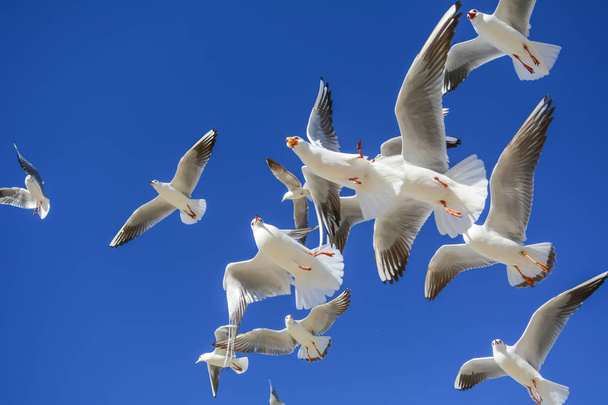 gaivotas bonitos voando junto ao lago
 - Foto, Imagem