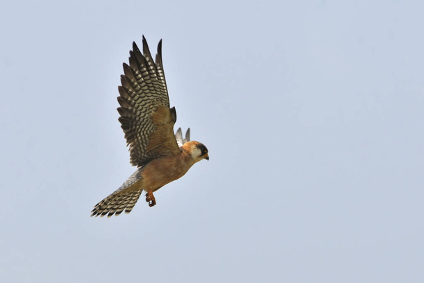 Red-footed Falcon (Falco vespertinus), Greece - Photo, Image