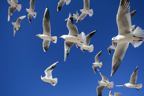 sirályok repülnek élelmet keresve - Fotó, kép