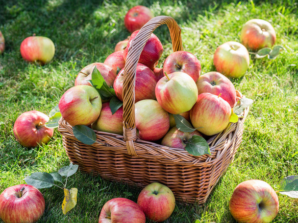 リンゴの収穫。緑の芝生の上のバスケットに赤いリンゴを熟す. - 写真・画像