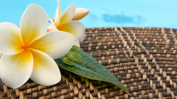 Fresh white frangipani plumeria tropical exotic flowers over blue swimming pool water - Footage, Video