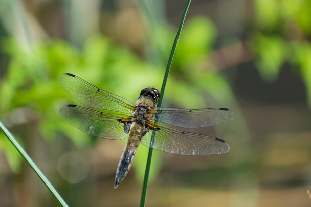 Dragonfly sitting on the grass macro closeup - Fotó, kép