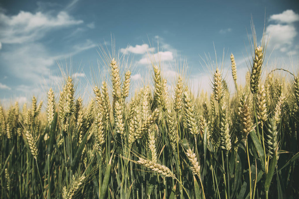 Closeup of wheat ears in field in summer. Farming and agriculture concept. - Photo, Image