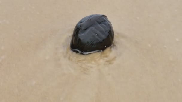 getrocknete Kokosnuss am Strand von Nai Harn. in der Regenzeit immer große Welle am Naiharnstrand gut zum Surfen - Filmmaterial, Video