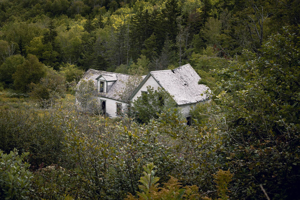 Заброшенный дом в Нью-Брансуике, Канада. Это заброшенное имущество восстанавливается лесом. Вид на высокий уровень
. - Фото, изображение