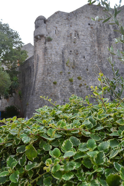 Arbustos verdes en el fondo de la muralla de la fortaleza. Fortaleza del casco antiguo Budva, arquitectura de Montenegro
. - Foto, Imagen