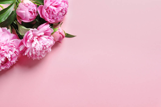 Beautiful fragrant peony flowers on color background - Фото, зображення