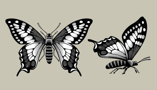 Dibujo de dos mariposas en estilo grabado vintage. Ilustración vectorial
 - Vector, Imagen
