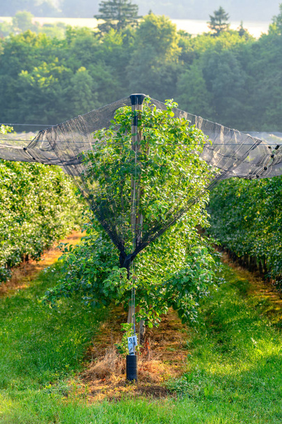 Appelboomgaarden met bescherming tegen hagel netto - Foto, afbeelding