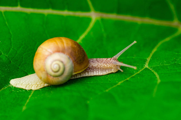  snail in the garden on green leaf. - Photo, Image
