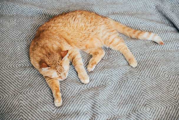 Gros chat roux couché sur la couverture de lit dormir
 - Photo, image