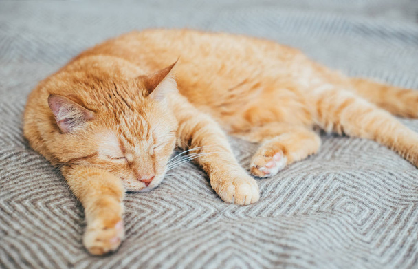 Gros chat roux couché sur la couverture de lit dormir
 - Photo, image