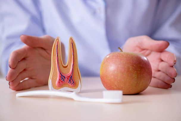 Стоматолог, практикующий работу над моделью зубов - Фото, изображение