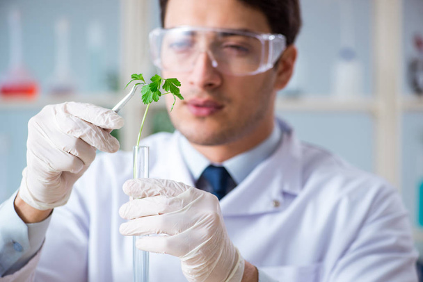 Αρσενικός βιοχημικός που εργάζεται στο εργαστήριο για τα φυτά - Φωτογραφία, εικόνα