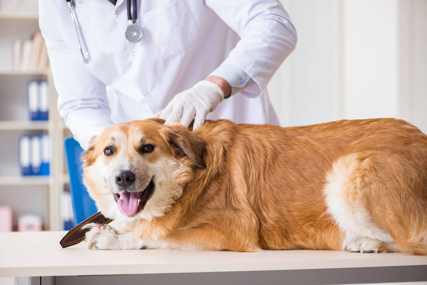 Lääkäri tutkii kultainen noutaja koira eläinklinikalla - Valokuva, kuva