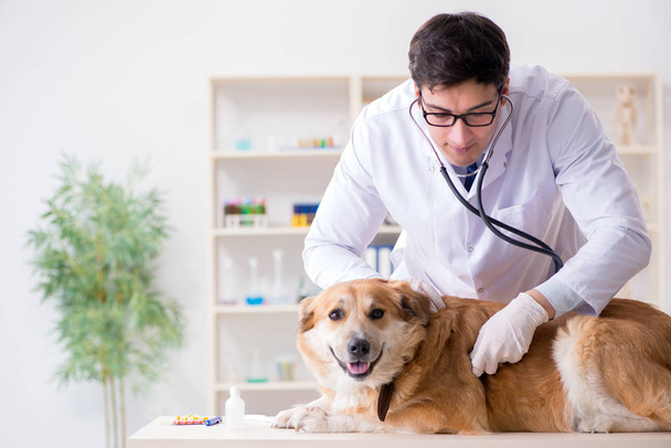 Dokter onderzoekt golden retriever hond in dierenarts kliniek - Foto, afbeelding