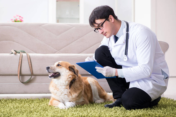 Vet doctor examining golden retriever dog at home visit - Photo, Image