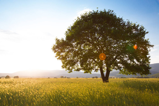Einsamer Baum vor blauem Himmel bei Sonnenuntergang. Sommerlandschaft mit einem einsamen Baum bei Sonnenuntergang Gerstenfeld im Dorf - Foto, Bild