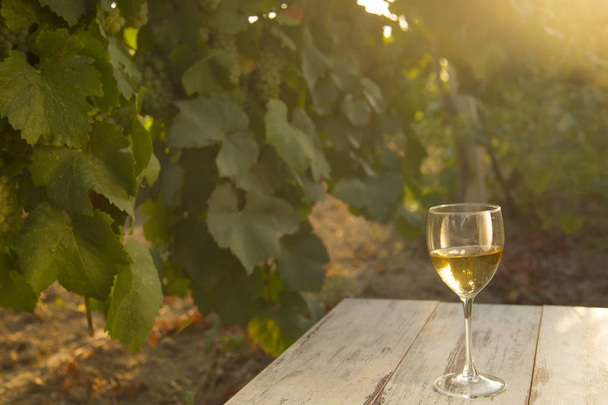 bicchiere con vino bianco in vigna su vecchio tavolo. Vigneto al tramonto. Bicchiere di vino bianco, bottiglia di vino e uva bianca sul tavolo di legno con spazio copia
 - Foto, immagini
