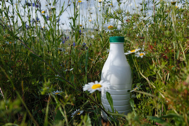 botella de leche en la hierba con manzanillas con espacio de copia
 - Foto, Imagen